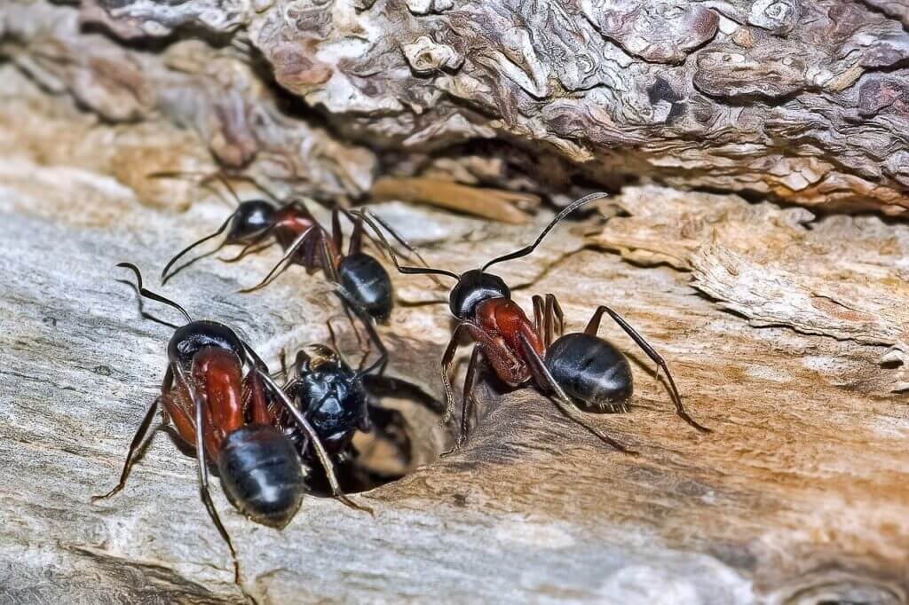 Spiritual Meaning of Ants: The Universal Symbol of Community and Strength.