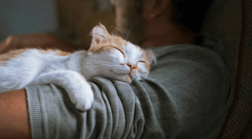 Cat Sleeping on Your Chest Spiritual Meaning